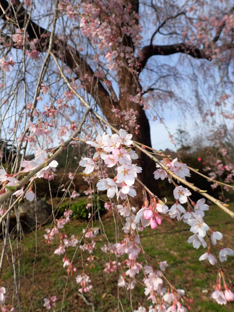 19 湯の山温泉しだれ桜 開花状況速報 えええっ もう Npo法人湯来観光地域づくり公社