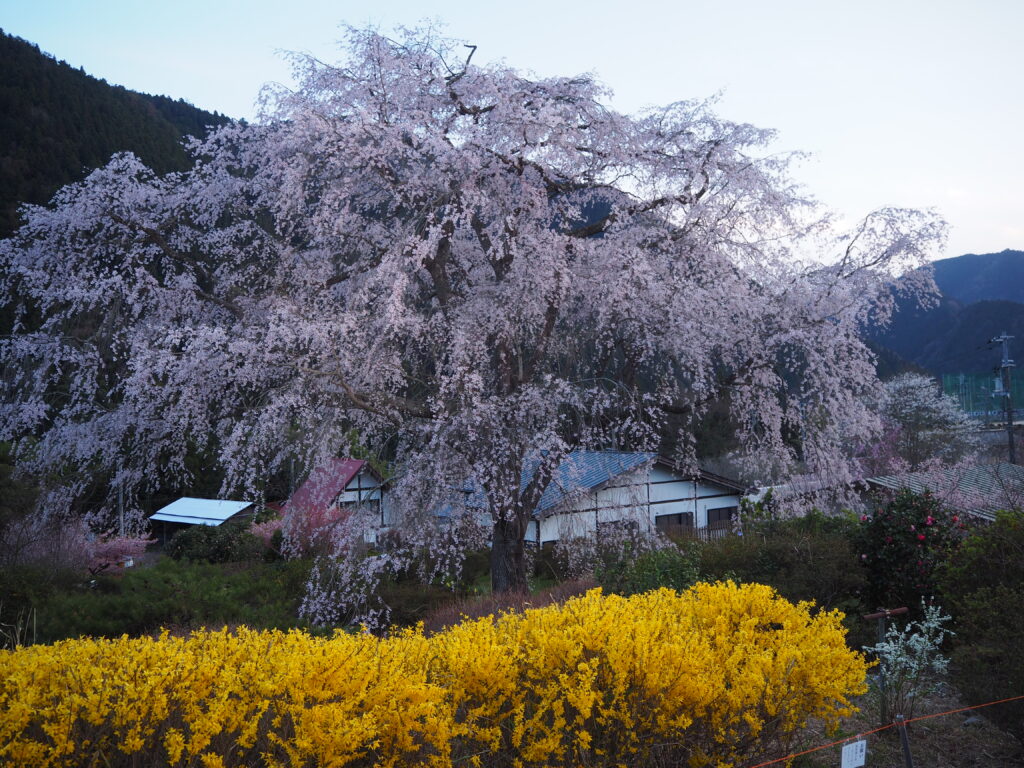 ただいま満開 湯の山温泉しだれ桜 竹下桜 Npo法人湯来観光地域づくり公社